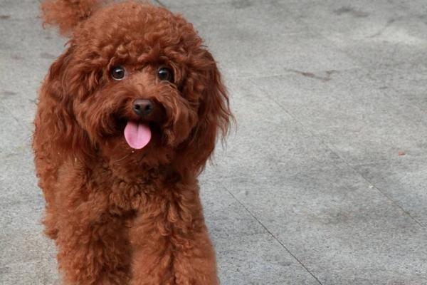 两个月的泰迪犬怎么训练