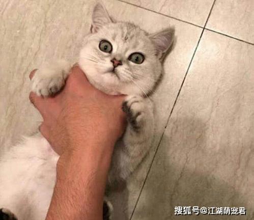 猫为什么拨主人的东西
