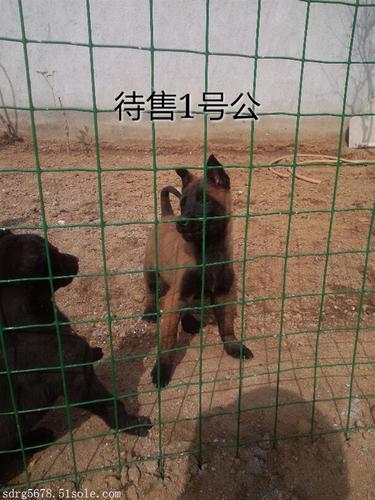 石家庄哪有训练狗的地方