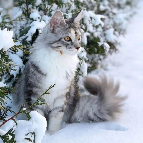 猫高冷怎么训练