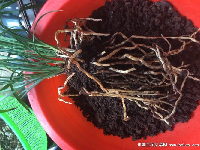 蕙兰栽培