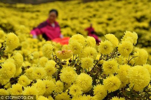 菊花怎样栽培