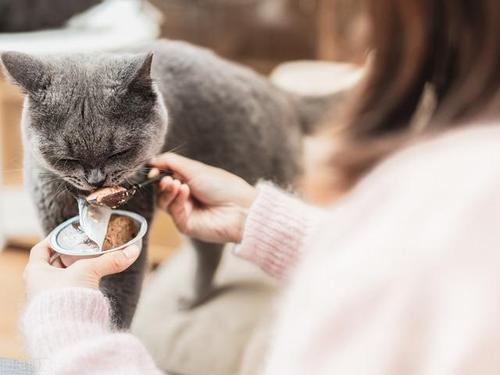 猫咪突然不吃东西了
