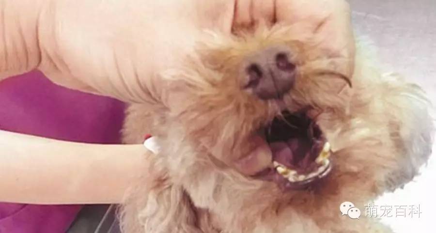 狗狗喉咙里卡了东西怎么办