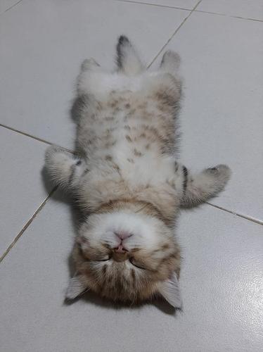 奶猫没精神不吃东西