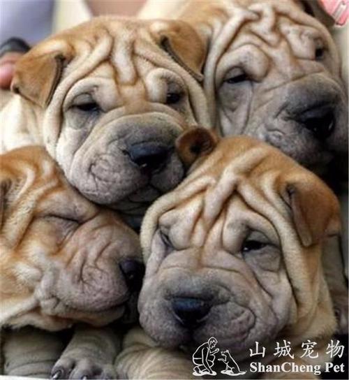 沙皮狗要怎么训练
