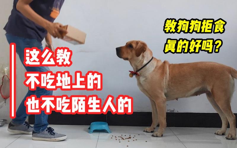 如何训练狗狗不吃陌生人给的食物