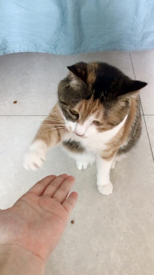 猫咪怎么训练握手