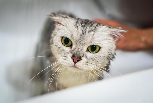 小猫脸部脏东西怎么办