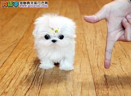 让狗美毛的东西