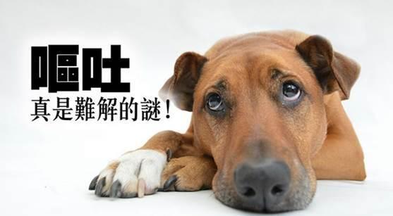 狗吃了东西中毒了怎么办