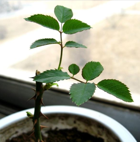 月季花的栽培繁植