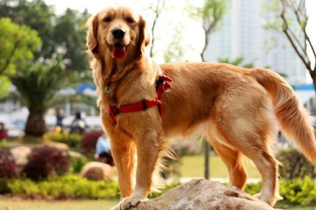 金毛犬如何训练的更好