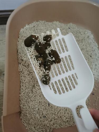 幼猫爱吃东西但是便秘