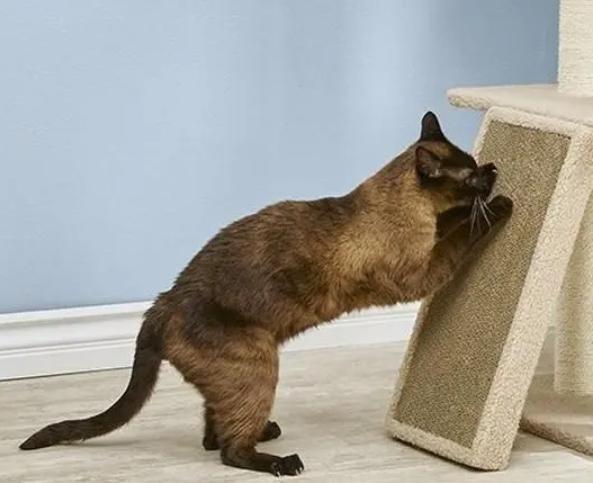 猫咪老是喜欢抓东西怎么办