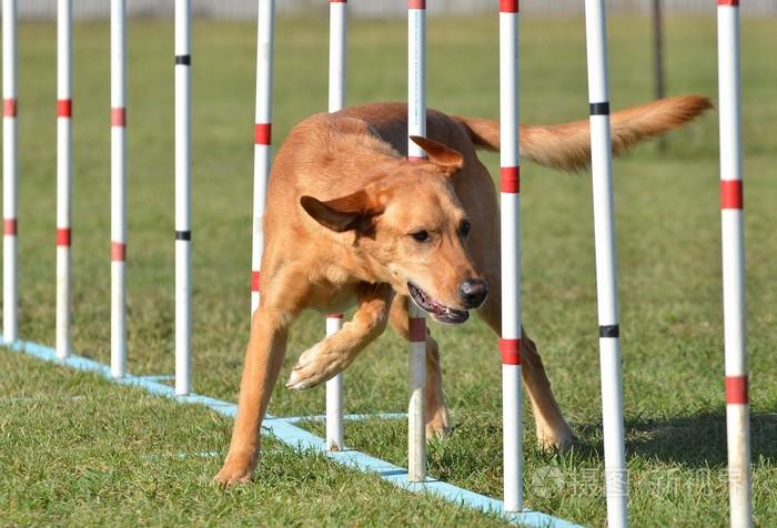 犬敏捷 训练方法