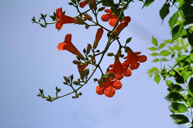 云霄花的栽培方法