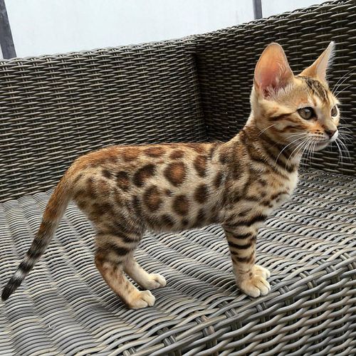 宠物豹猫的训练