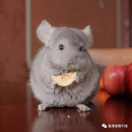 龙猫喜欢咬东西怎么办