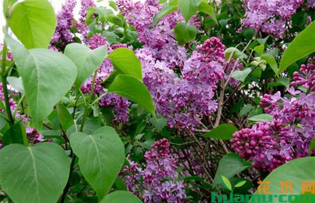 适合春季栽培的花草