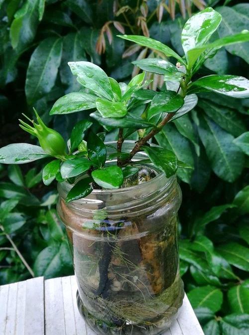 盆栽栀子花栽培