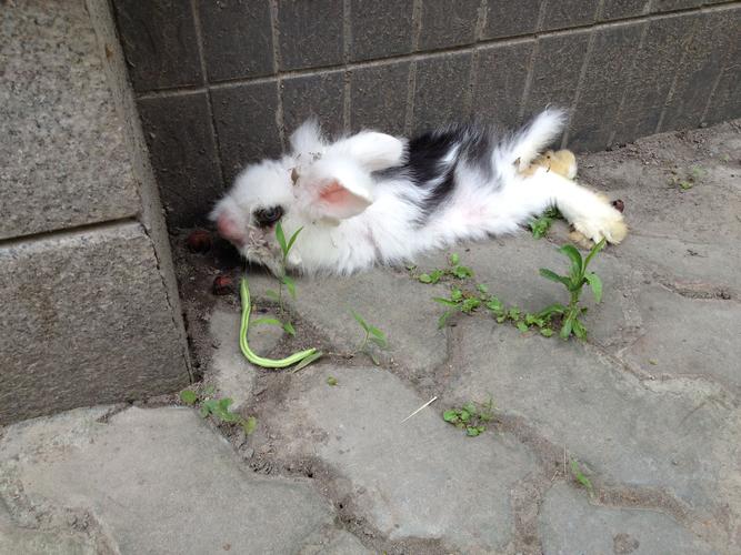 兔子不吃东西怎么解决