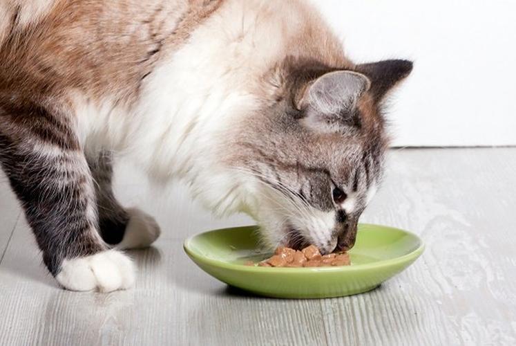 5个月猫不吃东西怎么办