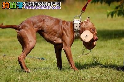 比特训练瘦身