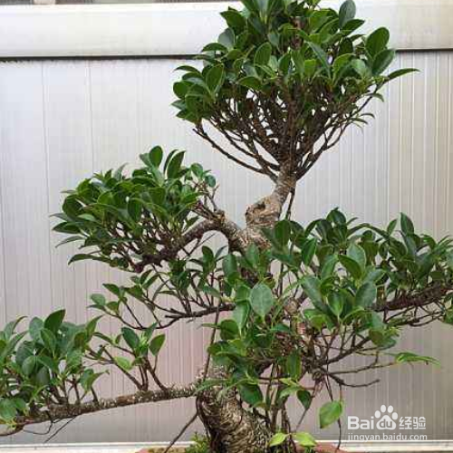 榕树养殖的繁殖方法
