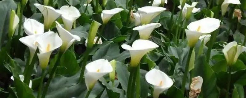 冬季马蹄莲的养殖方法
