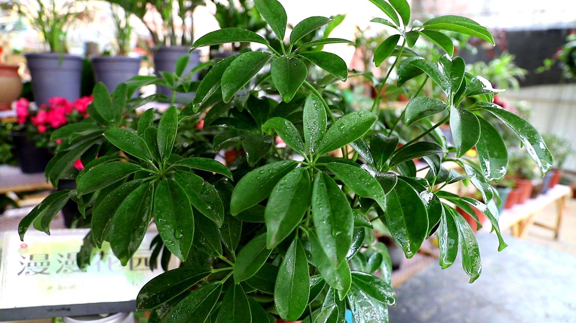 鸭掌树的养殖方法