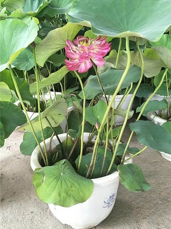莲花盆栽种植方法