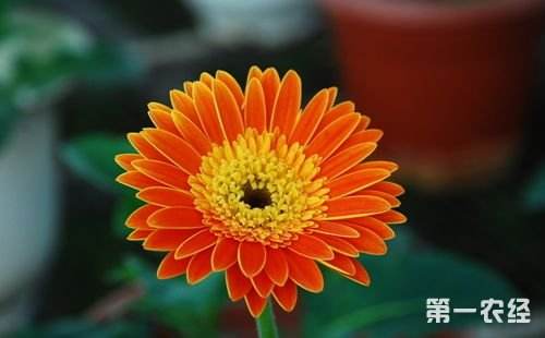 非洲菊水养殖方法