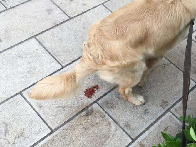 狗产后 拉稀 不吃东西怎么回事
