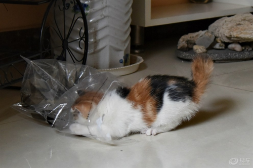 猫摔后不吃东西怎么办