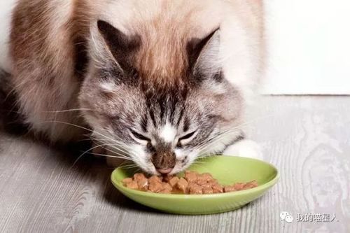 给怀孕猫吃什么东西吗