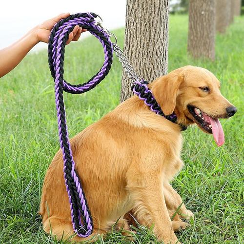 训练幼犬带牵引绳