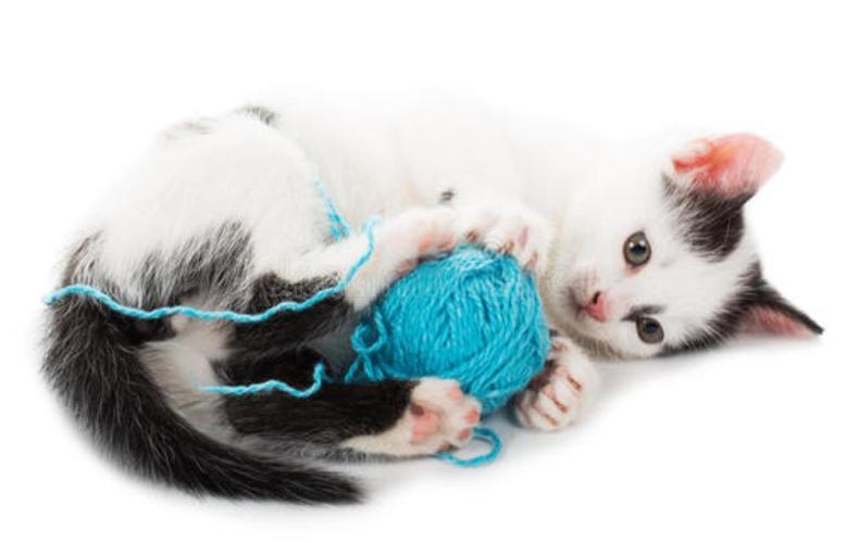 猫咪喜欢玩什么东西怎么办