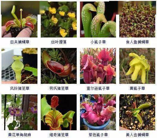 食虫植物观赏与栽培图鉴