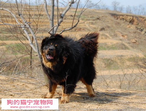 训练藏獒的过程