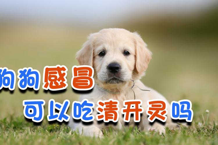 狗狗感冒时能吃什么东西不能吃