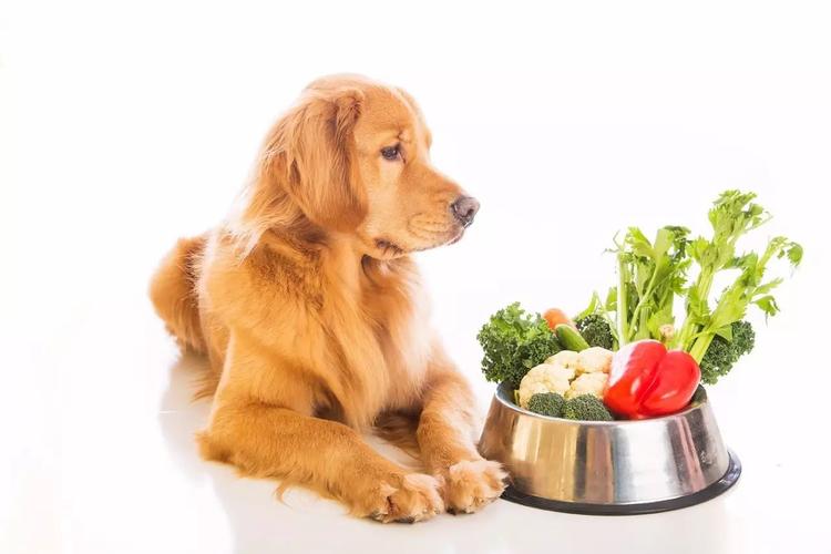 狗狗没有食物怎么训练