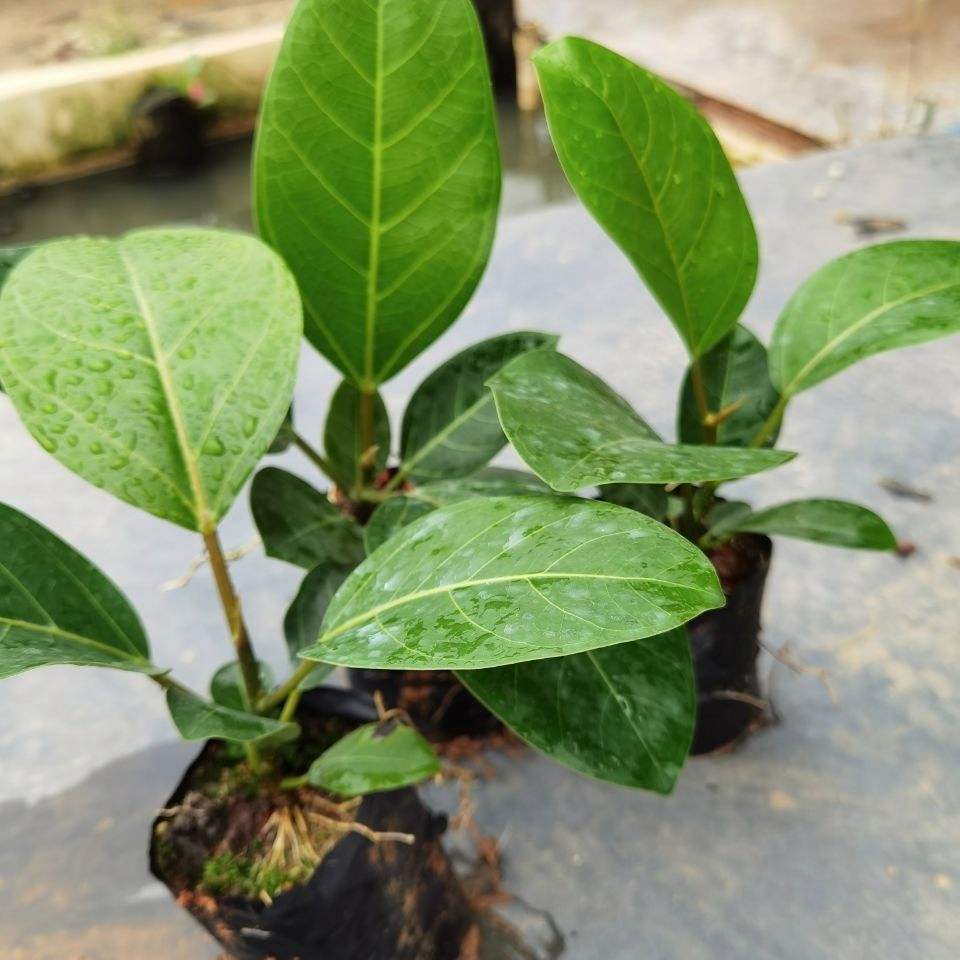 大叶榕树的养殖方法