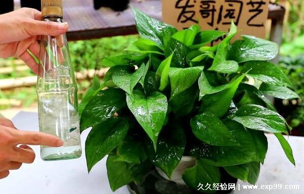 剪下来的绿萝怎么栽培