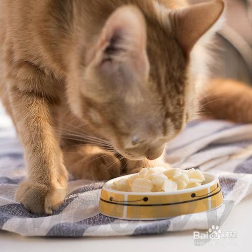 猫咪喜欢什么东西怎么办