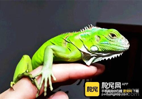 训练绿鬣