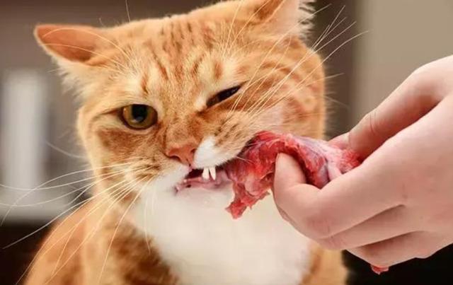 猫总是咬东西怎么办