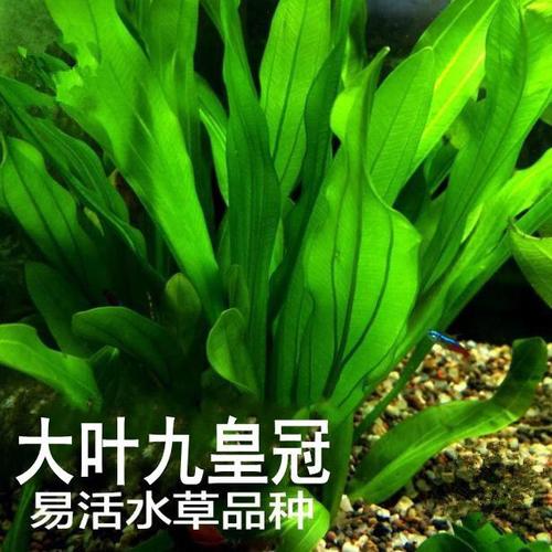 皇冠草种类与栽培