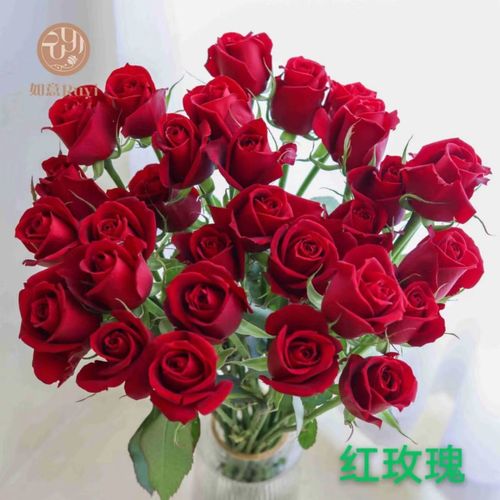 无土栽培玫瑰花的好处