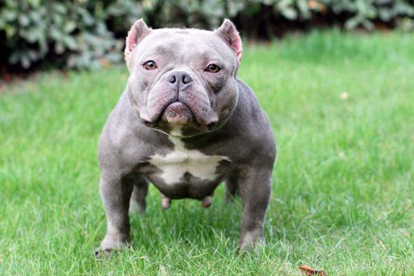 恶霸犬多大训练